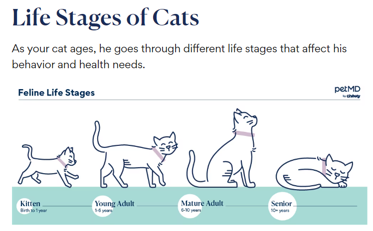 life stages of cat